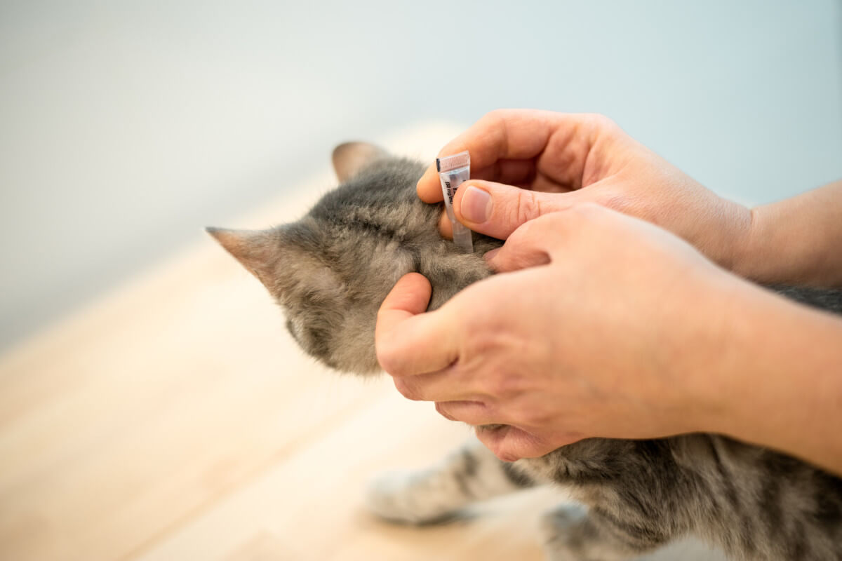  Spot-on-Präparate schützen Katzen für Wochen vor Zecken und Flöhen. 