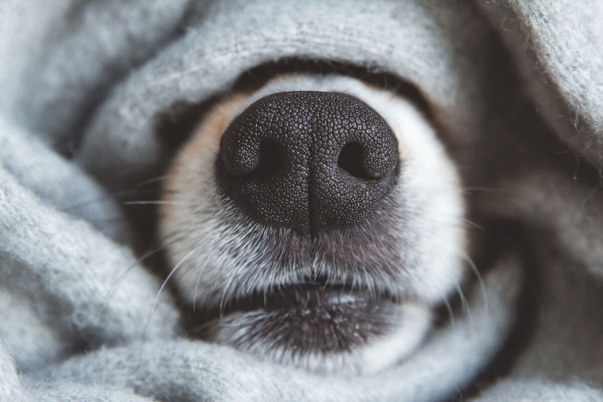 Quelle: Krichevtseva/shutterstock.com Hunde erschnüffeln Long-Covid