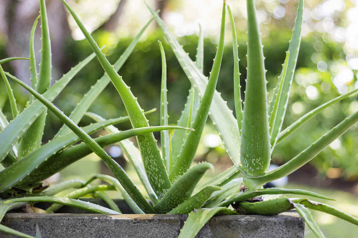 Nahrungsergänzung im Blick: Aloe Vera