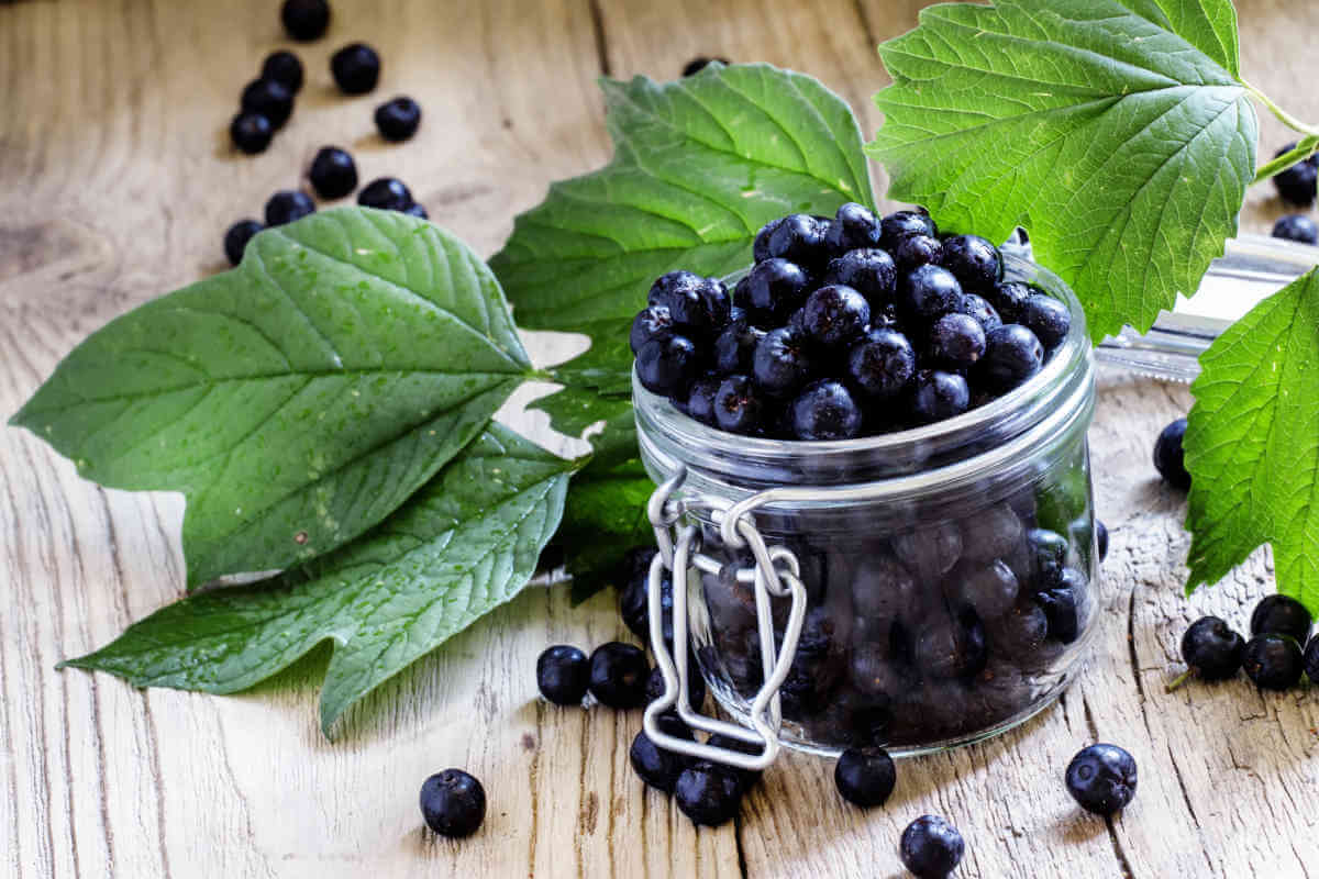 Nahrungsergänzung im Blick: Aronia