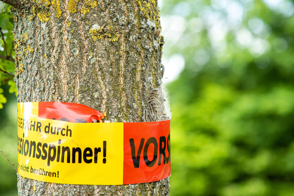 Was tun bei Raupendermatitis?, © Nicole Lienemann/Shutterstock.com